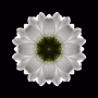 100_fleur-blanche