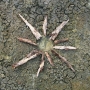 2012-écorce-solaire